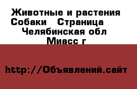 Животные и растения Собаки - Страница 11 . Челябинская обл.,Миасс г.